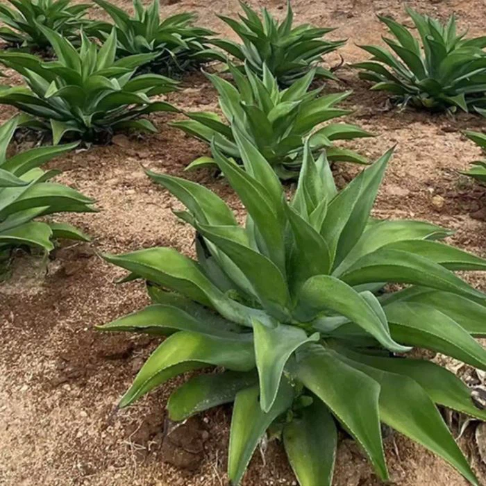 Foxtail agave