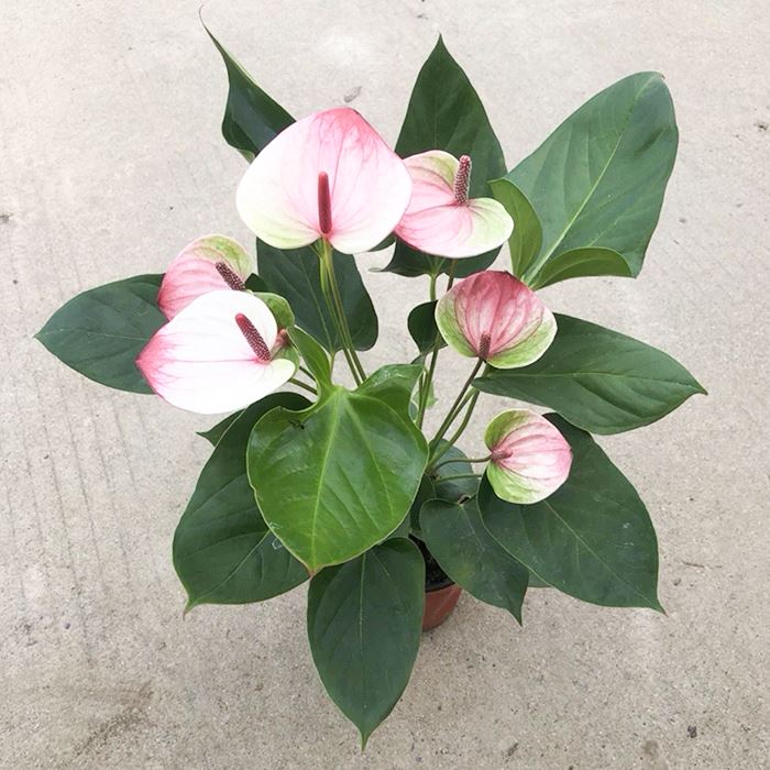 Anthurium Mystique