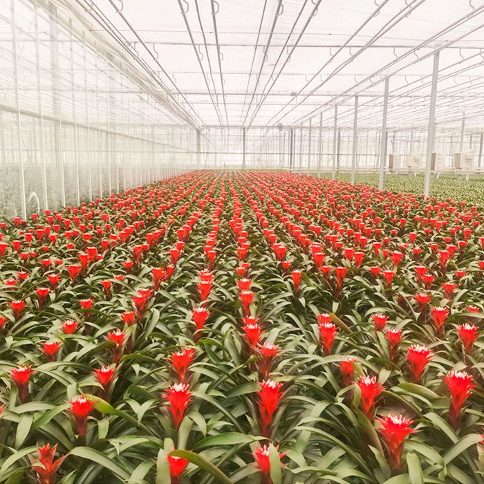 Guzmania Francesca