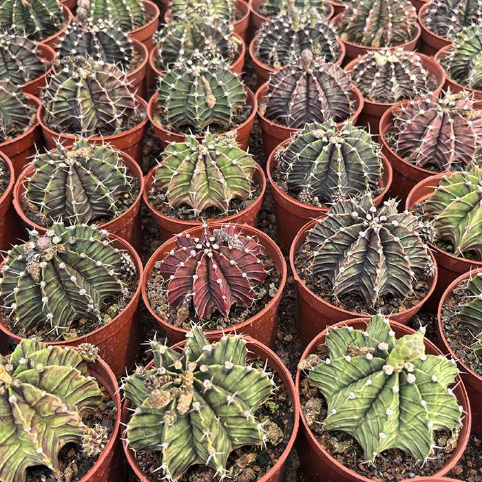 Gymnocalycium Stenopleurum
