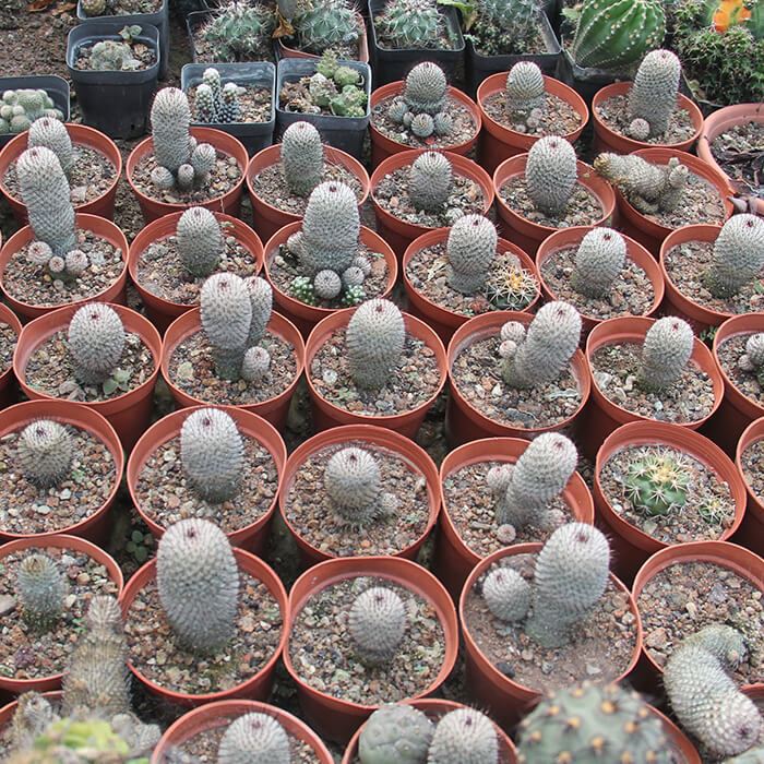 Mammillaria Perezdelarosae Subsp Andersonii