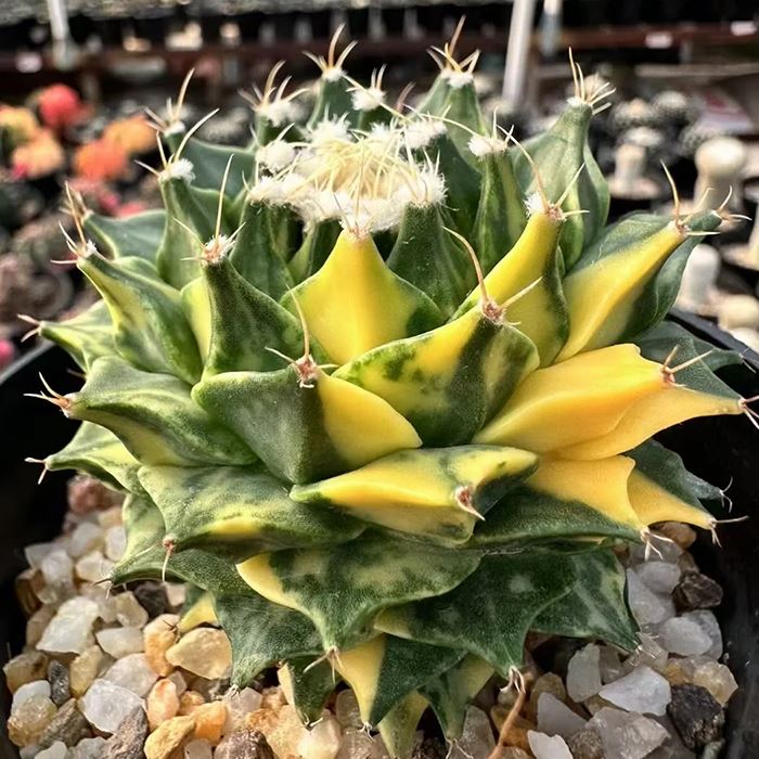 Obregonia denegrii