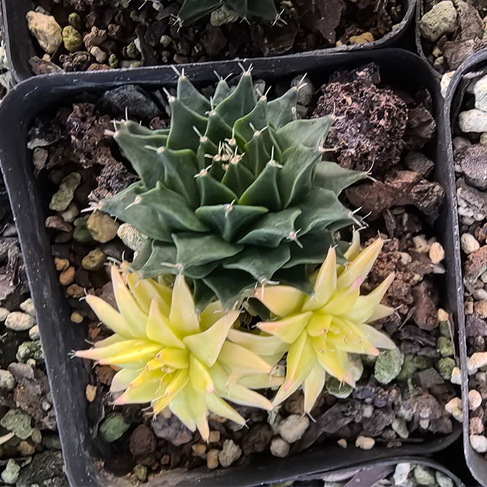 Obregonia Denegrii Variegated