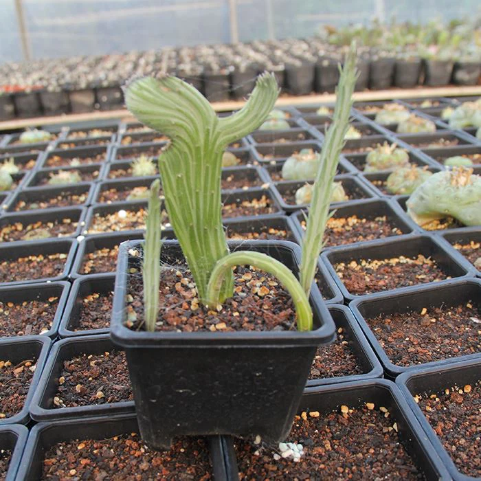 Senecio Kleinia Cristata