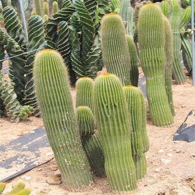 کاکتوس Neobuxbaumia Polylopha