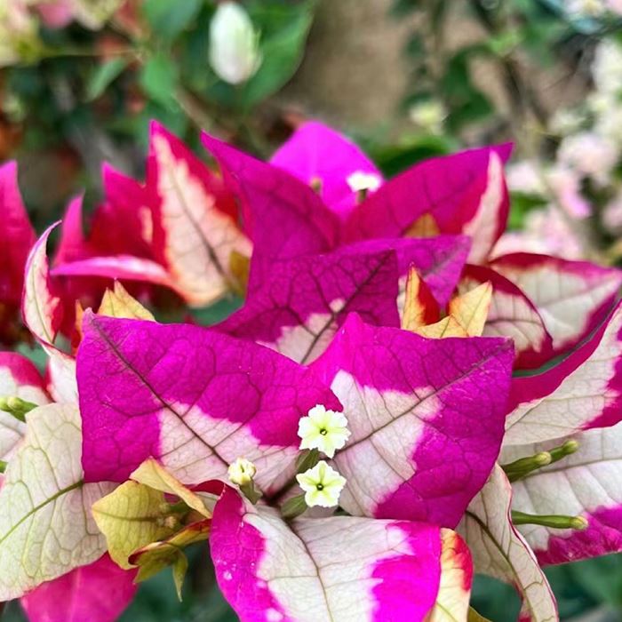 Bougainvillea Wajid Red