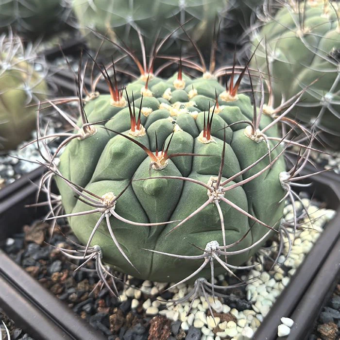 Gymnocalycium Saglionis