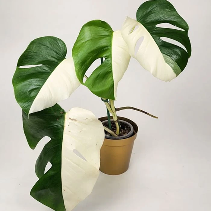 Monstera   Variegata   Halfmoon