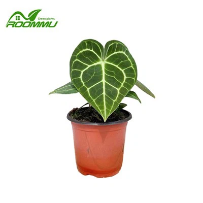 گیاه آنتوریوم کلارینرویوم