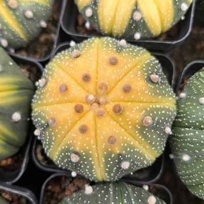 Astrophytum   Asterias   Variegata