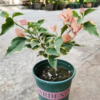 Bougainvillea Emas Perak