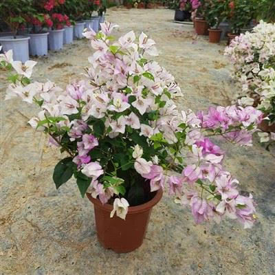 بنفش برفی Bougainvillea