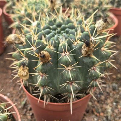 Notocactus Buiningii