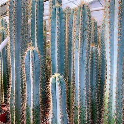 Pilosocereus   Magnificus