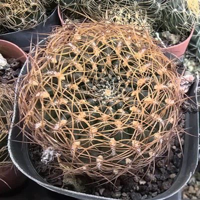 Sulcorebutia   Candiae