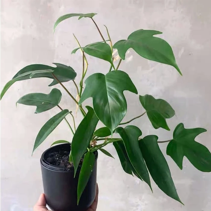 florida green plant