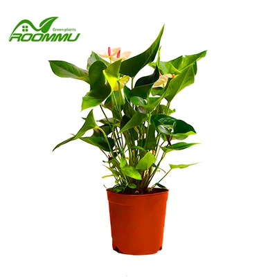 فلامینگو سفید آنتوریوم